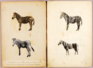 Zebras, study folder for book Concealing Coloration in the Animal Kingdom