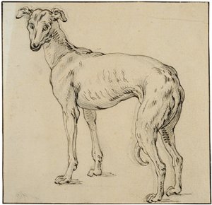 Greyhound by Abraham Bloemaert