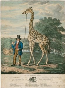Portrait of the Giraffe, 1827