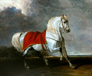 Saddled grey charger frightened by a storm, called 