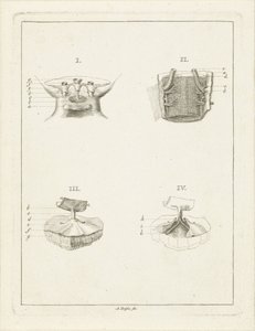 Sections of Plants by Abraham Delfos
