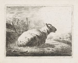 Lying Sheep
