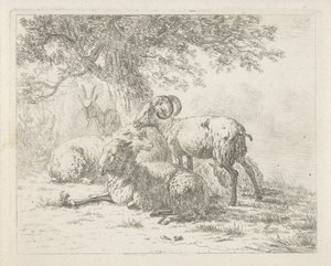 Sheep and a Goat