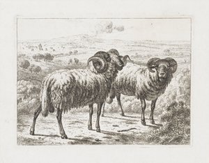Two Rams