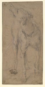 Study of a Dog