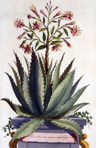 Aloe Serrata Major Umbellifera, from 