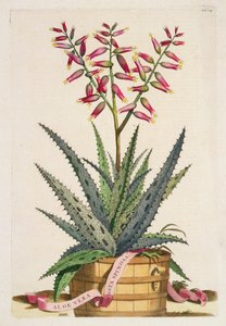 Aloe Vera Costa Spinosa, from 