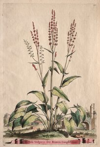 Phytographia Curiosa: Acetosa Vulgaris sive Rumex Canpferinus by Abraham Munting