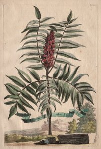Phytographia Curiosa: Sumach Tree by Abraham Munting