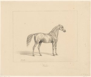 Arabian Stallion by Abraham Vinkeles