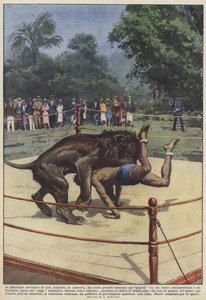 At the Los Angeles Zoo, a match between a lion was a great success