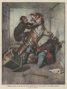 Tamer fighting with a not yet tamed tiger, saved by a chimpanzee