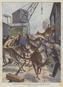 Exciting Escape of Several Kangaroos from a London Railway Station