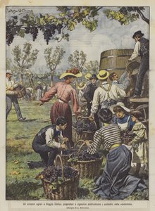 Agrarian Strikes in Reggio Emilia, Owners and Young Ladies Replace Peasants in the Harvest