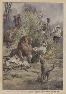 The Dramas of Cinematography, Operators Go to Africa to Capture Lions and Are Attacked by Achille Beltrame