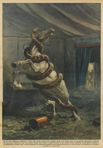 In a Circus Tent in Liège, Two Large Pythons Escaped from Their Box After the Show