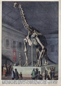 Installation in a museum in Berlin, Germany of a brachiosaur skeleton discovered by a scientist in Africa. Illustration of Achilles Beltrame in 