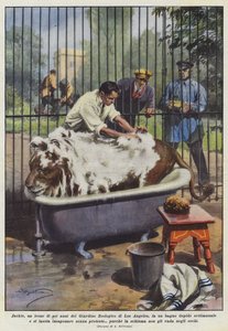 Jackie, a Six-Year-Old Lion from the Los Angeles Zoo, Takes a Warm Bath...