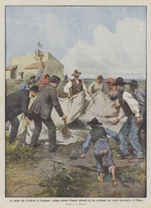 The Locust Hunt in Sardinia: Eighty Million Insects Destroyed in Two Weeks