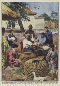 The vaccination of ducks