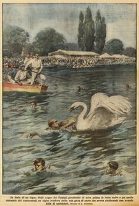 The Fury of a Swan