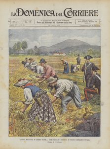 Free Harvest in a Free State, As It Began in Many Italian Countrysides
