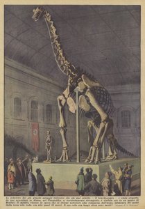 The skeleton of the largest land animal that ever existed, the brachiosaurus by Achille Beltrame