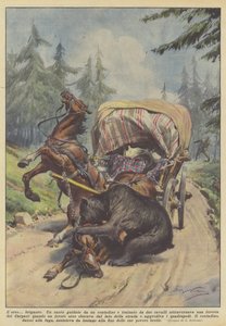 The bear brigand