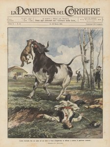 Deadly Fight Between a Dog and a Bull in Vecs (Hungary) Defending and Against Their Common Owner