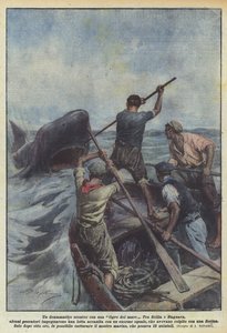 A dramatic clash with a sea tiger