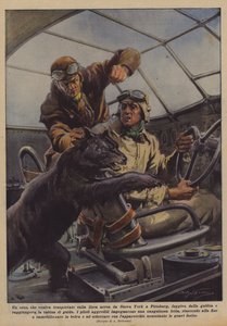A Bear, Being Transported by Air from New York to Pittsburgh, Escaped from the Cage
