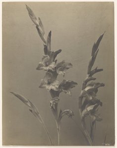 Gladiolus by Achille Quinet