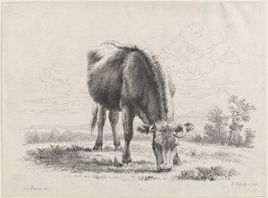 Cow Grazing