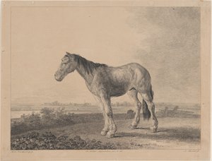 Horse standing on a field in profile to left by Adam von Bartsch