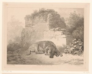 Sleeping Dog in Front of a Wall