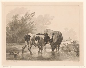 Two Cows in a Stream