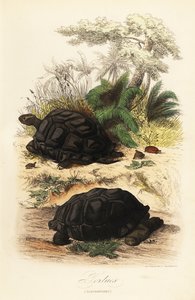Aldabra giant tortoise, Aldabrachelys gigantea, vulnerable