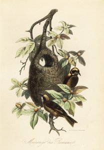Penduline tit, Remiz pendulinus, and bag nest
