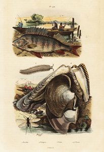 Perch, pearl oyster, velvet worm and lacewing by Adolph (after) Fries