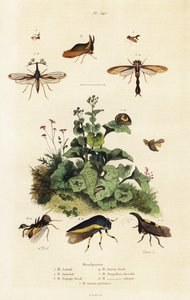 Treehoppers.,1834-1839