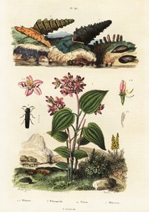 Trumpet snails, soldier beetles and Clidemia