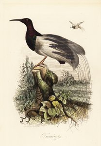 Twelve-wired bird-of-paradise, Seleucidis melanoleucus