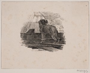 The Poodle