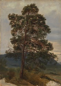Study of a Pine Tree by Adolph Tidemand