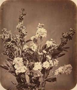 Bouquet, 1855