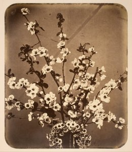 Floral Still Life by Adolphe Braun