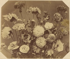 Flowers by Adolphe Braun