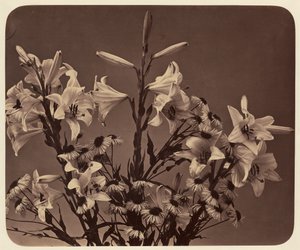 Flowers by Adolphe Braun