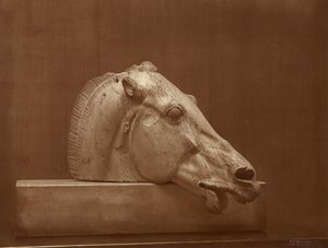 Head of a Horse from the Pediment of the Parthenon, British Museum by Adolphe Braun