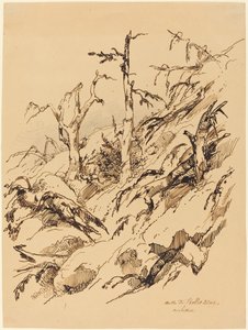 A Rocky Hillside with Dead and Dying Trees